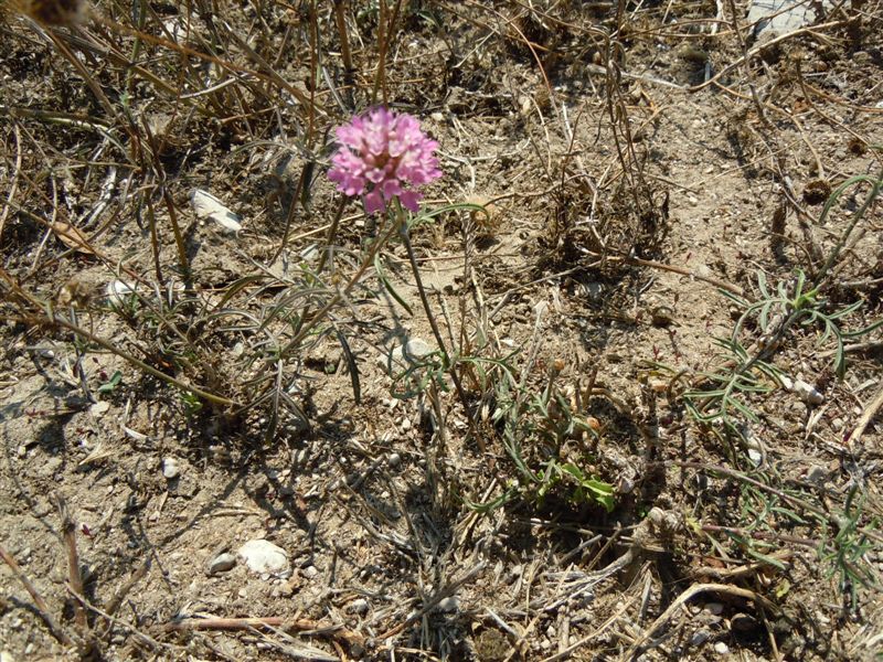 Caprifoliaceae - Scabiosa sp.